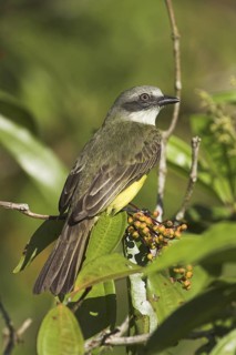 Grey-capped Flycatcher (Myiozetetes granadensis), Costa Rica