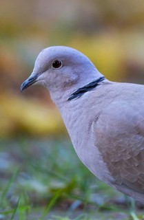 Eurasian Collared Dove (Streptopelia decaocto) perched on the ground, Bavaria, Germany