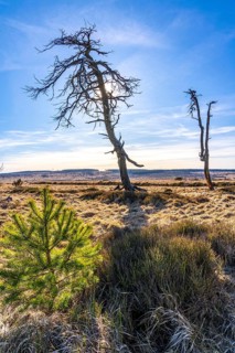 Noir Flohay ghost forest, remnants of a forest fire from 2011 in the High Fens, high moor, in the