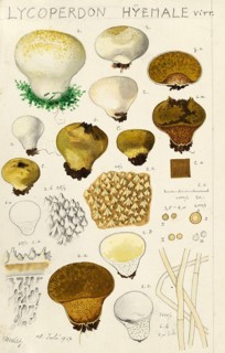 Mushroom, fungi, Lycoperdon hiemale, Stäubling, authentic reproduction of an illustration by Hans