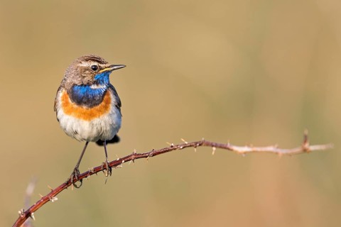 Bluethroat (Luscinia svecica cyanecula) male perched on a twig, Texel, Netherlands