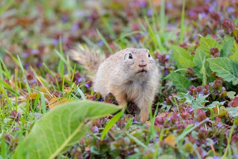 An adult ground squirrel (Spermophilus citellus) eats leaves and flowers on a cloudy day in a green