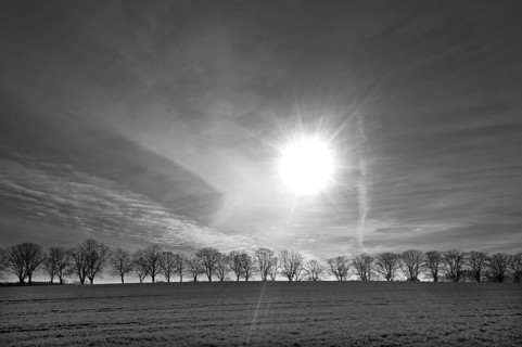 Bald lime tree (Tilia platyphyllos) backlit by the sun, black and white, Rehna,