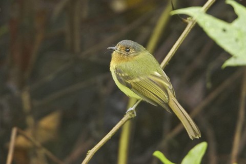 Rufous-breasted Flycatcher (Leptopogon rufipectus), Ecuador