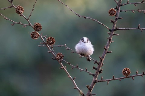 Long-tailed Tit (Aegithalos caudatus), Emsland, Lower Saxony, Germany