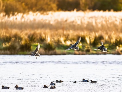 Northern Pintail, Anas acuta, Birds in flight over marshes