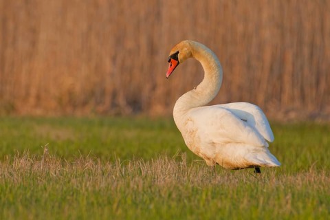 Mute swan (Cygnus olor) standing on grass near reedbed in wetland meadow habitat, Poland