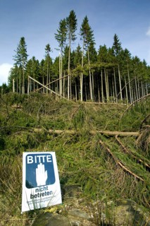 Storm damage after the windstorm Kyrill in 2007, Meinerzhagen, North Rhine-Westphalia, Germany