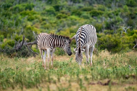 Burchell's zebra (Equus quagga burchelli) with young, Addo Elephant National Park, Eastern Cape,