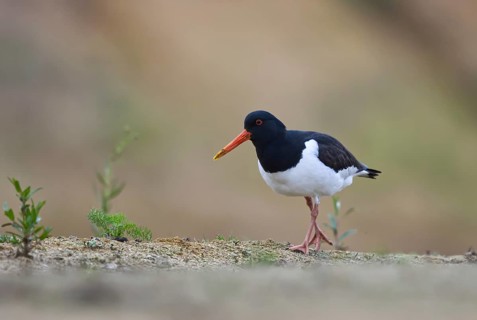 Eurasian Oystercatcher (Haematopus ostralegus), North Rhine-Westphalia, Germany