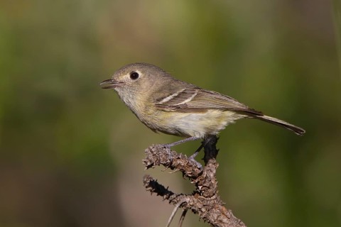 Hutton's Vireo (Vireo huttoni) singing, Arizona, USA