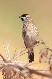 Plum-headed Finch (Neochmia modesta) male, Queensland, Australia