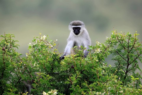 Vervet Monkey (Chlorocebus pygerythrus), adult, sitting, on tree, foraging, alert, Mountain Zebra