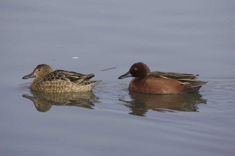 Cinnamon Teal (Spatula cyanoptera) female, California, USA