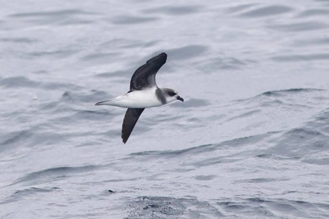 Soft-plumaged Petrel (Pterodroma mollis) flying, Victoria, Australia