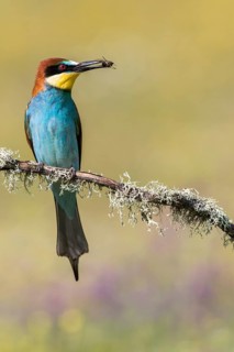 European Bee-eater (Merops apiaster) perched on a lichen covered branch with insect in beak,