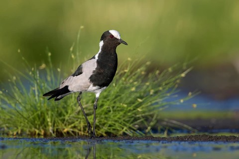 Blacksmith Lapwing (Vanellus armatus), Lake Natron, Tanzania