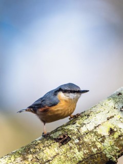 Eurasian Nuthatch, Sitta europaea in forest at winter sun