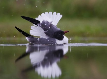 Laughing Gull (Leucophaeus atricilla), Texas, USA