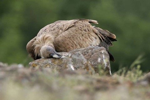 Griffon Vulture (Gyps fulvus), Extremadura, Spain