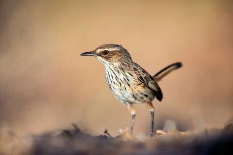Rufous Fieldwren (Calamanthus campestris), Victoria, Australia