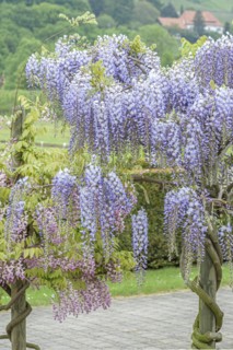 Japanese blue rain (Wisteria floribunda 'Blue Dream'), Anchers Havecenter, Pillnitz, Saxony,