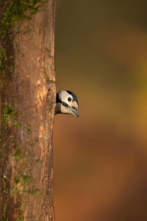 Great spotted woodpecker (Dendrocopos major) adult bird on a tree trunk in a woodland, England,