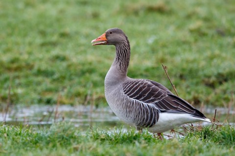 Greylag Goose (Anser anser), Netherlands
