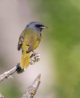 Mourning Warbler, Geothlypis philadelphia, male, perched by a wood at Anglin Lake, Saskatchewan