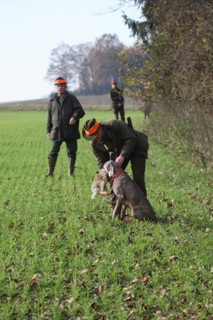 Hunting dog Weimaraner shorthair retrieves a hare (Lepus europaeus), Lower Austria, Austria