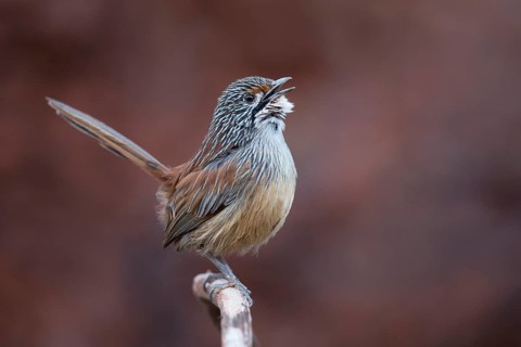 Striated Grasswren (Amytornis striatus whitei) singing from a branch, Western Australia, Australia