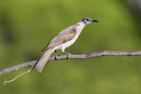 Little Friarbird (Philemon citreogularis) perched on a branch, Queensland, Australia