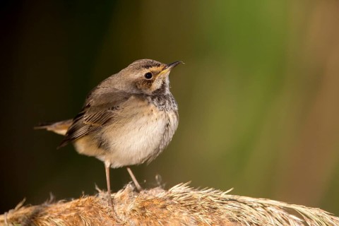 Bluethroat (Luscinia svecica cyanecula) young female perched on reed, Castile-La Mancha, Spain