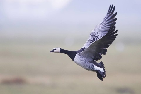Barnacle Goose (Branta leucopsis) flying, Friesland, Netherlands