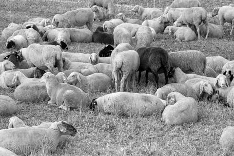 Resting sheep (Ovis) on the pasture, black and white, Middle Franconia, Bavaria, Germany