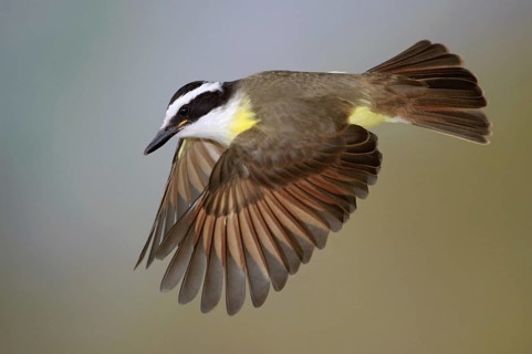 Great Kiskadee (Pitangus sulphuratus) flying, Texas, USA