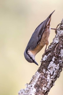 Eurasian Nuthatch (Sitta europaea) climbing down a tree, Madrid, Spain