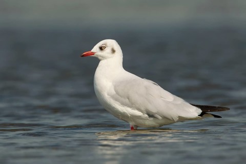 Brown-headed Gull (Chroicocephalus brunnicephalus), Phetchaburi, Thailand