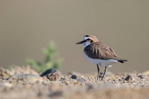 Kentish Plover (Charadrius alexandrinus) male, Lesvos, Greece