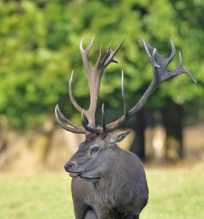 Red deer (Cervus elaphus), capital stag in a forest clearing, animal portrait, wildlife, Sauerland,