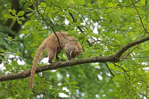 White-trunked coati (Nasua narica) Captive