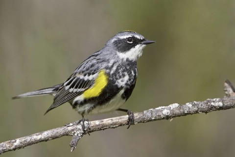 Myrtle Warbler (Setophaga coronata coronata), Manitoba, Canada