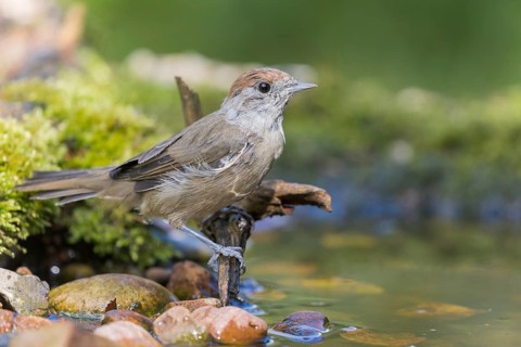 Eurasian Blackcap (Sylvia atricapilla) female at a waterhole, Lower Saxony, Germany