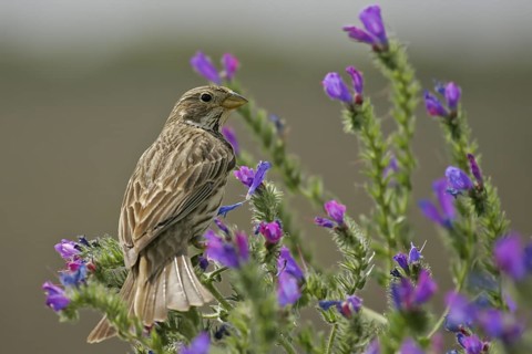 Corn Bunting (Emberiza calandra), Andalusia, Spain
