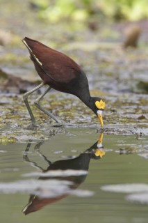 Northern Jacana (Jacana spinosa), Costa Rica