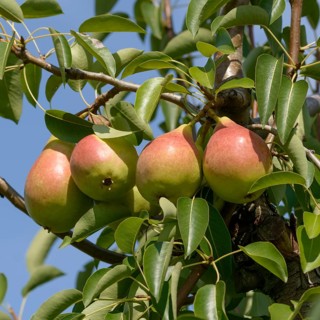 Pear (Pyrus communis 'Dessertnaja'),  Germany
