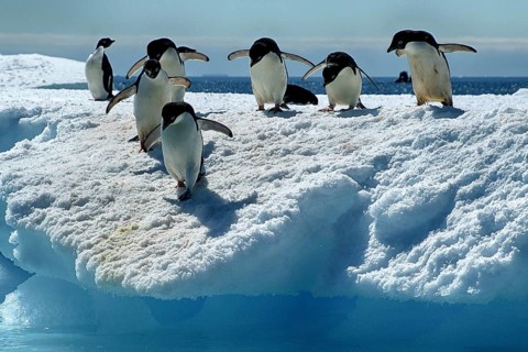 Three Adelie penguins in the Antarctic, Wedell Sea, Long-tailed penguins, (Pygoscellis adeliae),
