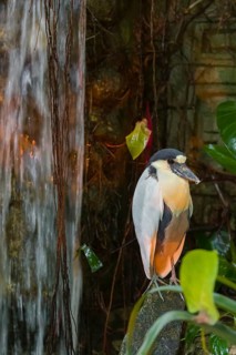A boat-billed heron (Cochlearius cochlearius) stands on a stone next to a waterfall