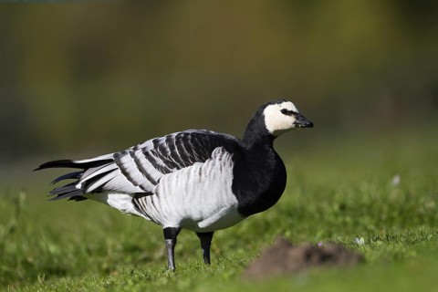 Barnacle Goose (Branta leucopsis), Bavaria, Germany