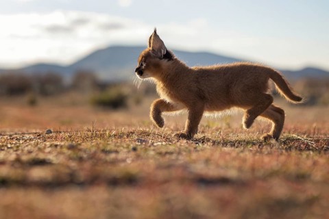 Caracal (Caracal caracal) cub walking in backlight, Castile-La Mancha, Spain